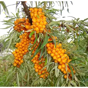 50PCS Sea Buckthorn Seeds Perennial Shrub Seeds Edible Fruit Tree Seeds Easy Grow Outdoor Indoor