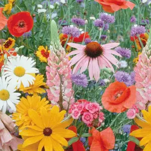 100,000 Wildflower Seeds 25 Species Mixed Colorful Non-GMO Heirloom Open-Pollinated Gardening Gift for Nature Lovers