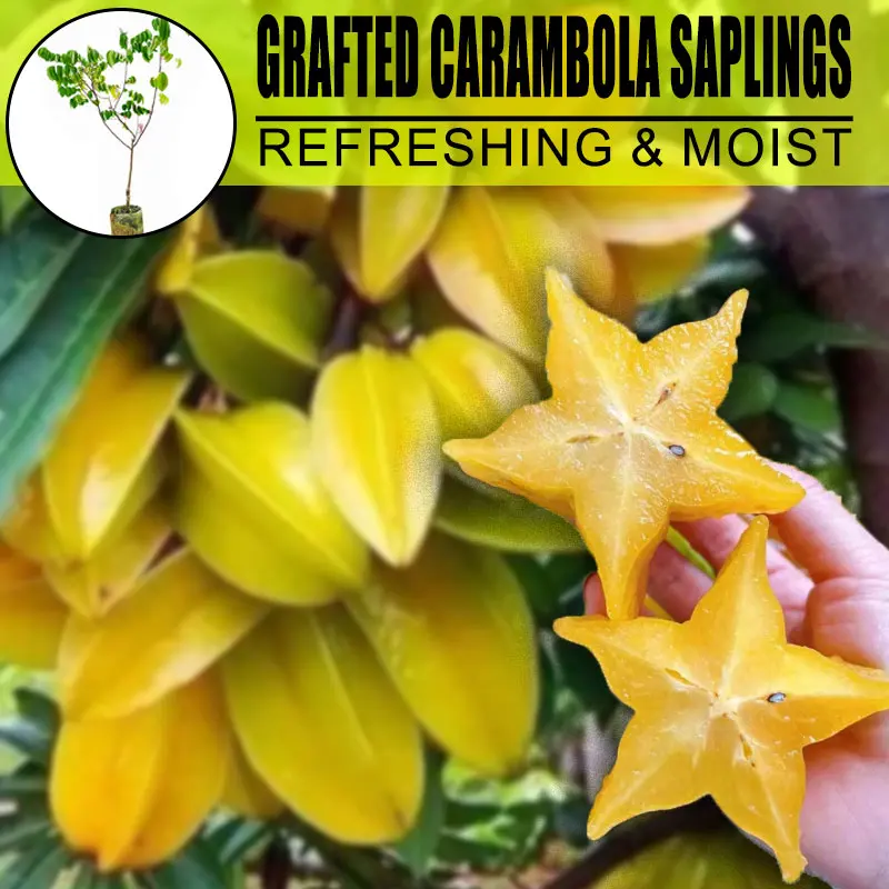 Hardy Grafted Star Fruit Tree Seedling, Sweet Crisp Juicy Carambola, Early Fruiting, Low Maintenance Potted Sapling For Beginner Gardeners Indoor & Outdoor Cultivation