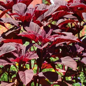 1000+ Red Amaranth Heirloom Garden Seeds for Versatile Planting – Non-gmo Flower Seeds with Vibrant Color and Nutritious Greens