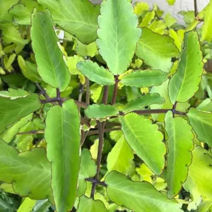 Kalanchoe Pinnata Plant Live, 4-8 Inch Tall, Kalanchoe Succulent in 4 Inch Pot