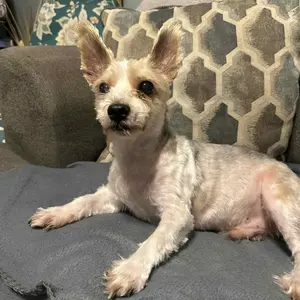 Dog Grooming Pro Ultimate, Pet Grooming Kit with Vacuum Function 7-in-1 Groomer for Cats Dogs Includes 6 Guide Combs & Low Noise Design for Effortless Grooming