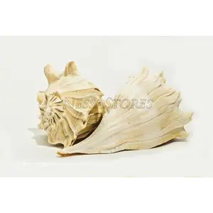 Natural Left Hand Whelk Sea Shell Beach Home Decor 7" - 8" (2 pcs) #JC-096