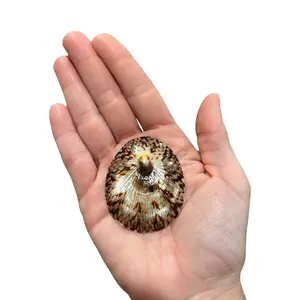 Oval Limpet Shell - Coastal Beach Home Decor