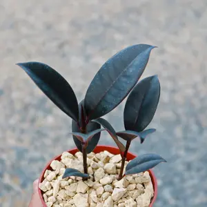 Rubber Fig 'Ficus Burgundy'