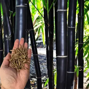 Green River- Timor Black Bamboo Seeds – 50 Premium Bamboo Plant Seeds for Privacy Hedges & Eco Decor, Fast-Growing, Non-Invasive Bamboo Seeds for Gardening, Sustainable Lawn Use, Indoor Containers & Exotic Garden Landscapes