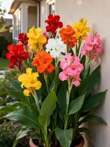 200 Pcs Hardy Perennial Canna Flower Seeds Mixed Colors Easy to Grow for Outdoor Garden Landscaping Backyard Pots Borders Bright
