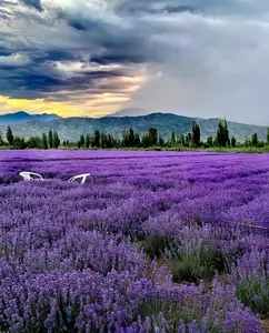 HOME GROWN Non GMO English Lavender Seeds 1,500+ Wildflower Seed for Planting Indoor/Outdoor, High Germination, Plant Flower Seeds (Lavandula antustifolia)