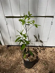 Sweetbay Magnolia (Magnolia Virginiana) Pre-Grown Tree for Home Garden Supplies, Pre-Grown Trees