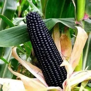 30 Seeds - Black Corn Heirloom Seeds - Non-GMO, Open-Pollinated - Elevate Your Garden with Exotic Beauty