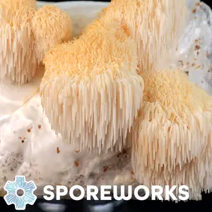 Lion's Mane Mushroom Culture Syringe, Hericium erinaceus 10cc by Sporeworks.com