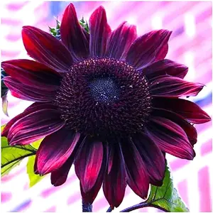 50pcs cherry sunflower seeds planted - Heirloom and non-GMO - Sunflower seeds planted in your home garden