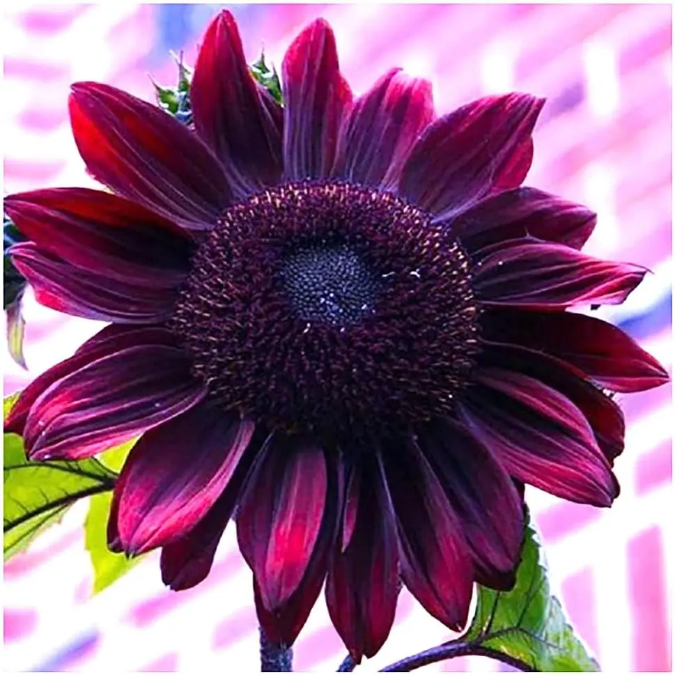 50pcs cherry sunflower seeds planted - Heirloom and non-GMO - Sunflower seeds planted in your home garden