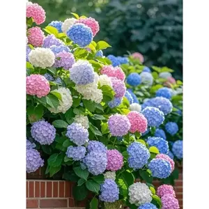 200PCS Mixed Hydrangea Seeds – Stunning, Colorful Blooms for Garden Borders, Containers, & Flower Beds | Perfect for Year-Round Beauty