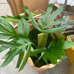 8” Rhaphidophora dragon Tail, live plant