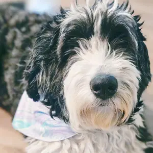 Nomnoms bake shop snap-on pet bandana,  monthly themed, adjustable, for cats and dogs