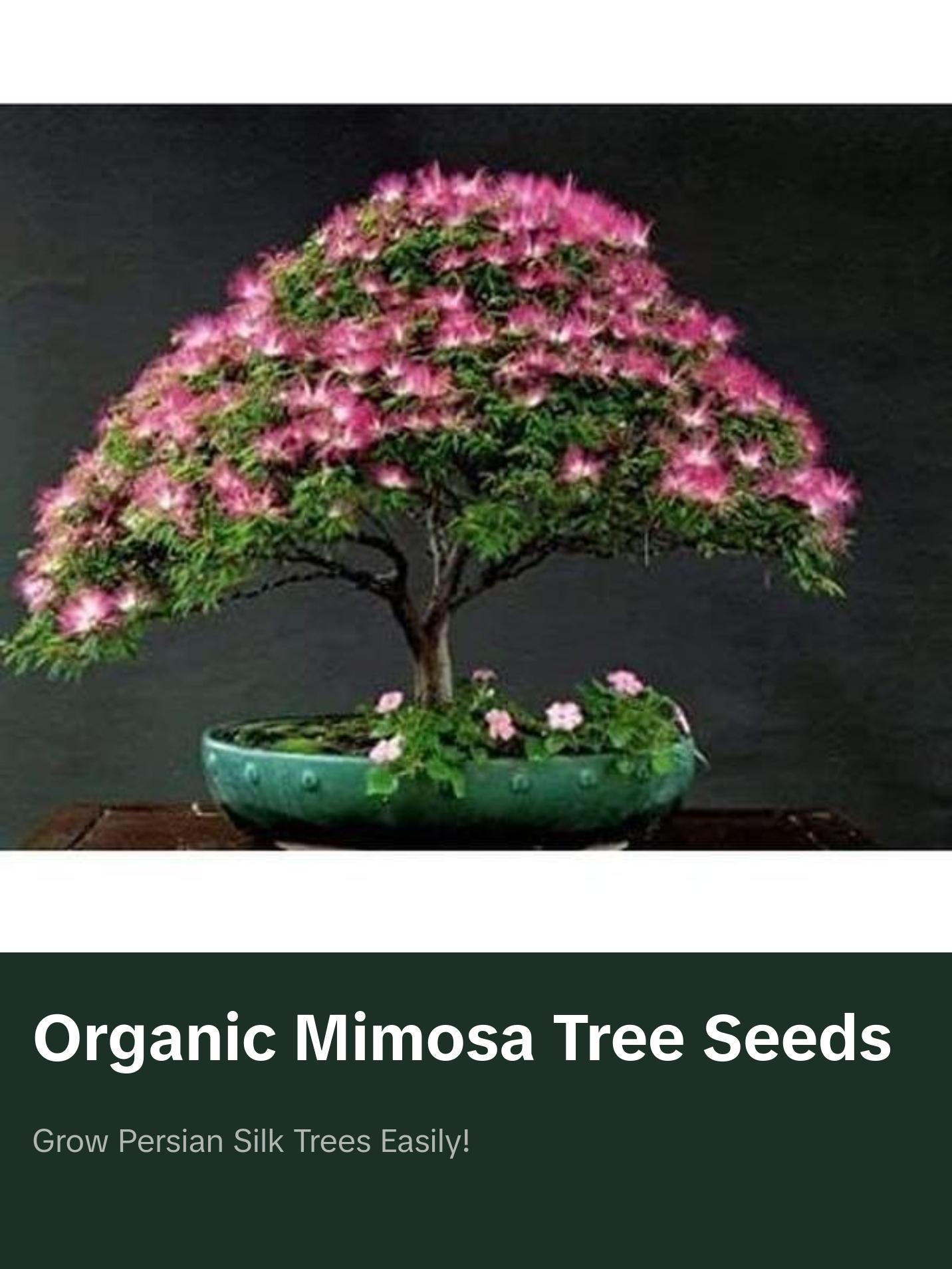 Organic Mimosa Tree Seeds aka Silk tree, Albizia julibrissin, Silky acacia,  Persian silk tree, Pink Silk dwarf bonzai or giant ornamental! - TikTok Shop