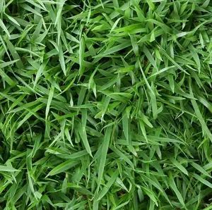 20,000 Emerald Zoysia Grass Seeds - Zoysia 'Emerald' - Lawn Grass