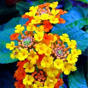 120 Lantana Camara Seeds Natural Mosquito Mix Colors Shrub