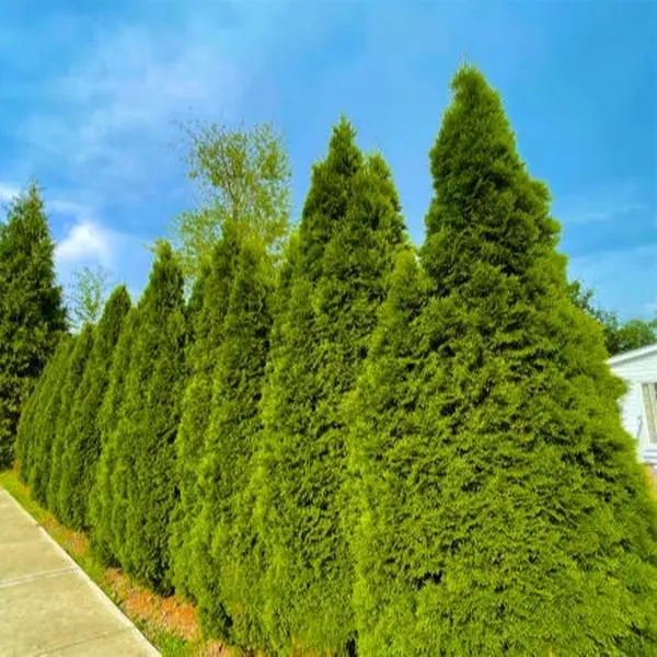 Emerald Green Arborvitae Live Plants Evergreen Privacy Screening Landscape