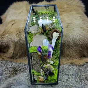 Cicada Moon Stone Coffin | Real Insect Display