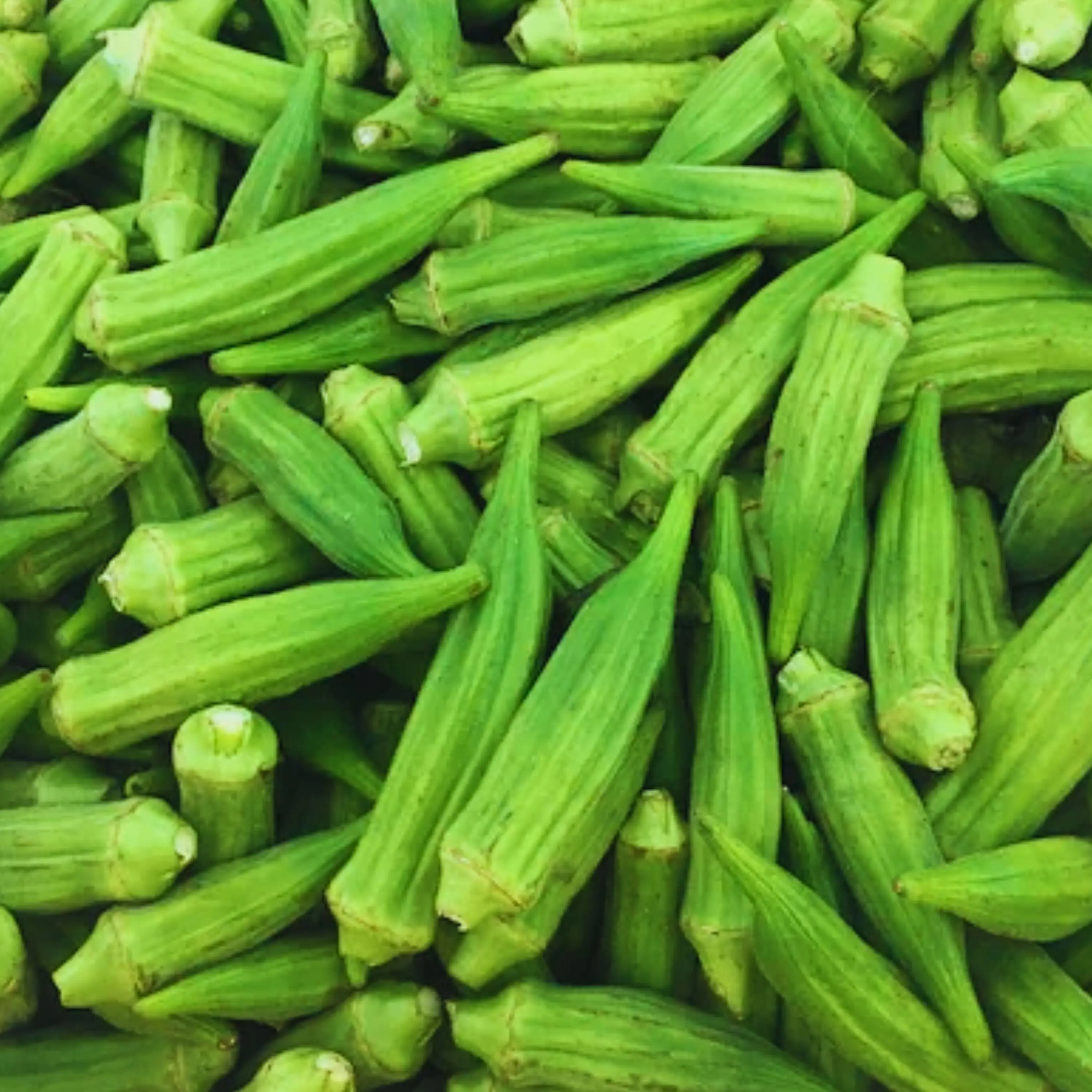 Heirloom Clemson Spineless Okra Seeds - Organic and Regenerative Gardening Seeds