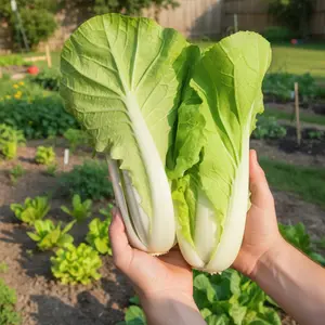Napa Cabbage Seeds 1000 Seeds for Home Garden Planting Compact Upright Heads Crisp White Stems Ideal for Cooking Stir Fry and Fresh Use