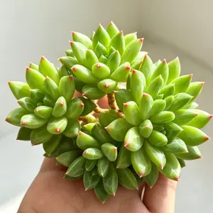 Echeveria 'Oracrium' Cluster Succulent 3-3.5" Bare Root | Rare Colorful Rosette Succulent | Easy Care Indoor Plant | Beginner Friendly Home Decor Gift | Collector's Succulent #Succulent #Echeveria #RarePlants #PlantTok #HomeDecor