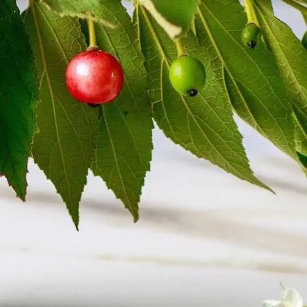 Jamaican Cherry Strawberry Tree, 2-3 ft Tall Potted Plant (3 gal Size)
