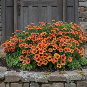 1000 African Daisy Seeds – Osteospermum Mixed Orange & Purple – Vibrant Long-Blooming Garden Flowers
