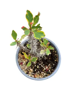 6" Variegated Crown of Thorns – Euphorbia Milii 'Variegata' – Live Plant