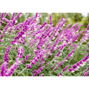 Mexican Bush Sage Mexican Bush Sage