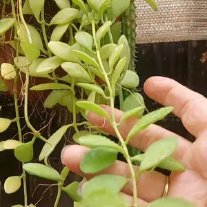 Dischidia species (in Hoya family) blooms vines plant