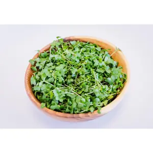Mustard Microgreens