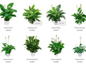LIVE PLANT 3ft Spathiphyllum Sweet Pablo Peace Lily