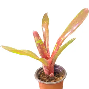 Bromiliad Neoregelia Red Spot Indoor Plant with Vibrant Spotted Foliage Easy Care Tropical Bromeliad for Home Decor