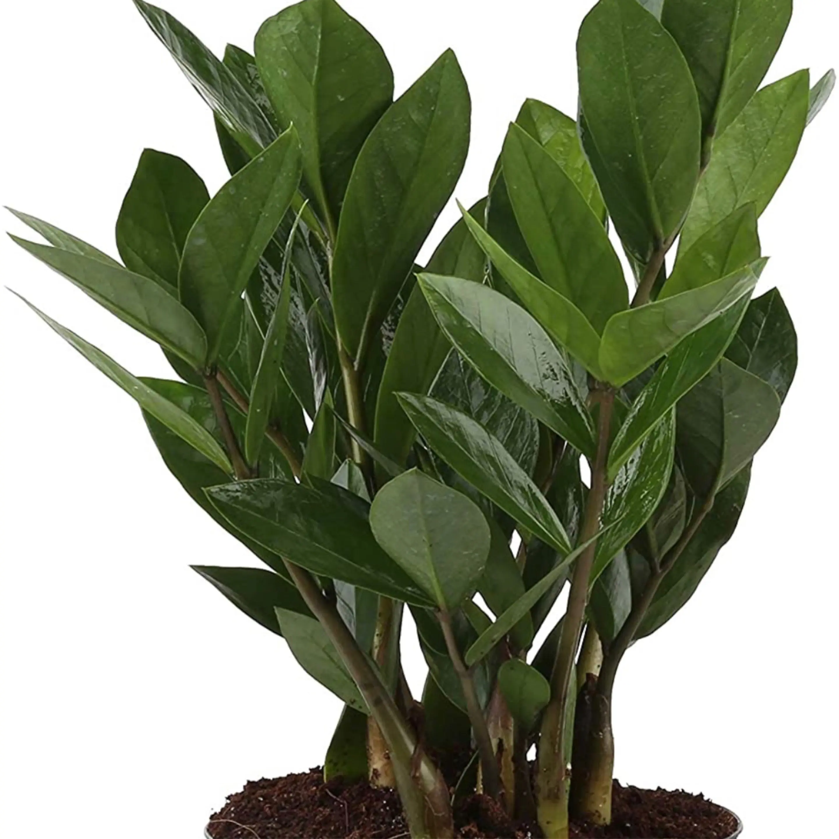 Zamioculcus (ZZ Plant)