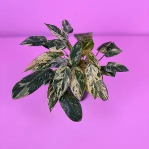 Philodendron Emerald King 4” | Tropical Philodendron | Easy Houseplant