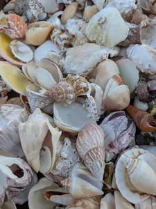 Assortment Mixed Shells Lot -Natural Seashell Mix