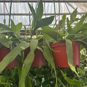 Rhipsalis Pumilum 6 inch pot