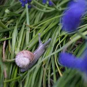 Snail Pin Hand Sculpted Unique Brooch Cottagecore Accessory with Real Garden Snail Shell