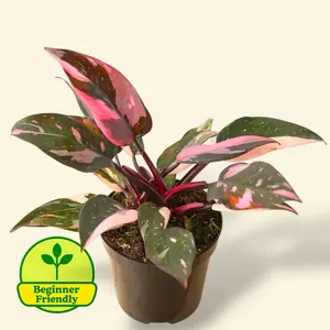 Pink Princess Philodendron Marble 4” - House Plant Decor - Easy Care