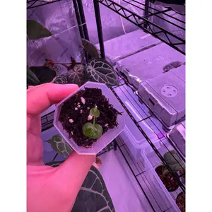 Anthurium Carla X Pap LongxLong Bullet