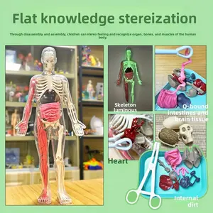 Human Anatomy Model Kit, 30-Piece Science Experiment Set, Educational DIY Toy for Students, Medical Teaching Aid, Bone Organ Study Tool