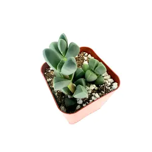 2" Ice Plant (Corpuscularia Lehmannii) – Live Indoor Plant