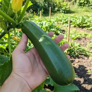30 Zucchini Seeds Green Summer Squash for Home Garden Planting Fast Growing Productive Variety Ideal for Cooking Grilling and Baking