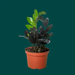 ZZ Zamioculcas 'Black Queen' - The Midnight Marvel: Low-Light Indoor Beauty