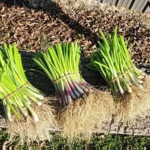 Short-Day Onion Variety Plant Bundle