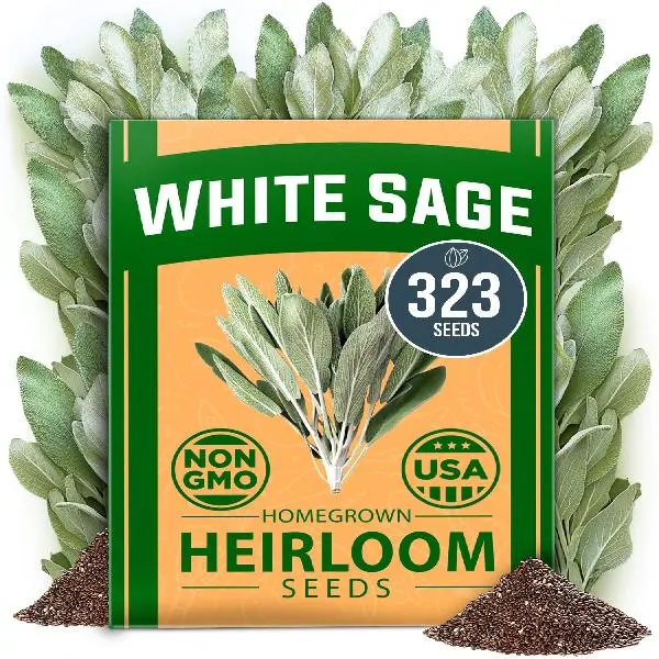 White Sage Seeds Pack – Heirloom Seeds, Grow Aromatic Sage Plants for Your Herb Garden Indoor or Outdoor (Salvia apiana)