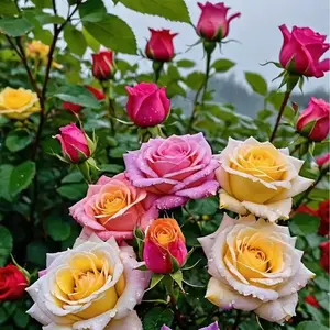 300 Pcs Mixed Color Rose Seeds for Planting, Rare Multicolor Blooming Roses, Easy to Grow Garden Flower Seeds, Romantic Backyard Climbing and Bush Rose Seed Pack for Home Gardeners